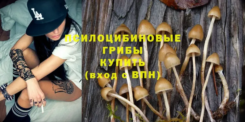 MEGA вход  купить наркотик  Алейск  Псилоцибиновые грибы Psilocybine cubensis 